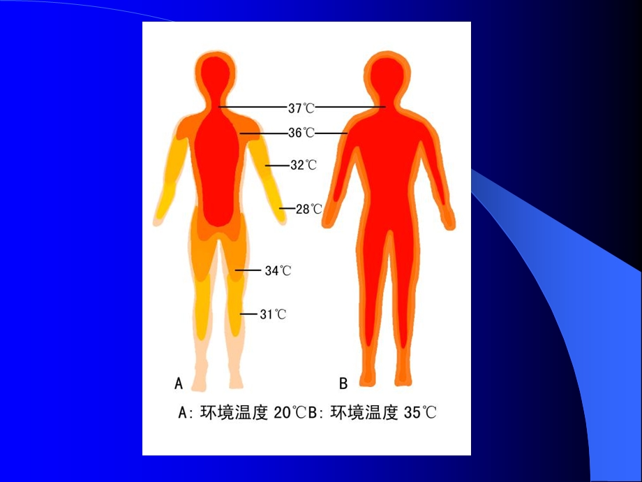 《体温及其调节》PPT课件.ppt_第2页