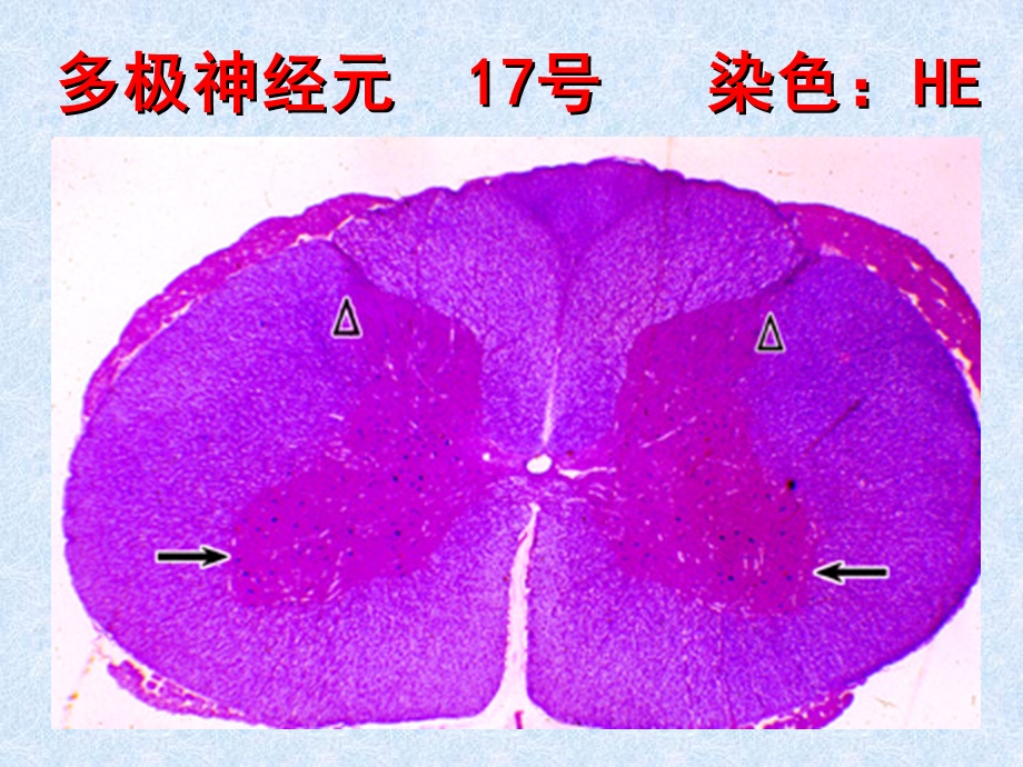 实验神经组织.ppt_第2页