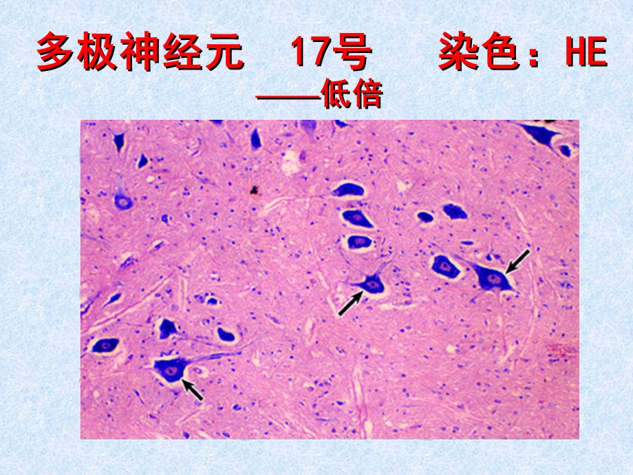 实验神经组织.ppt_第3页