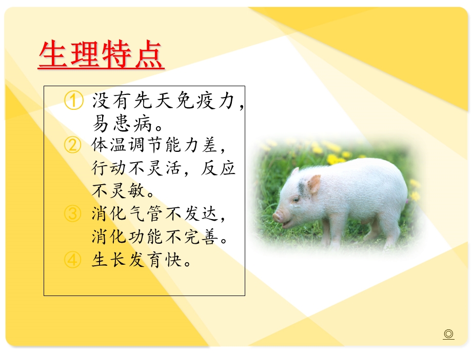 《养猪与猪病防治》PPT课件.ppt_第3页