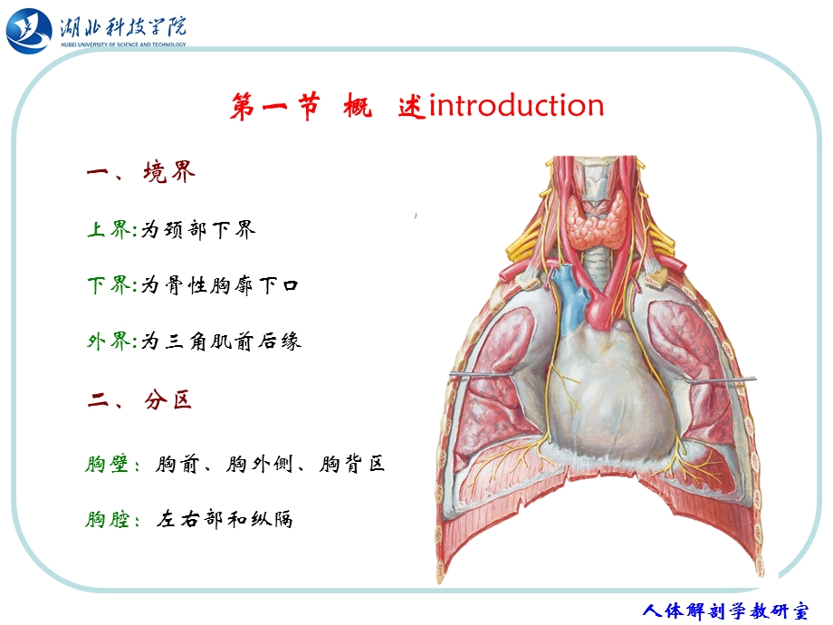 《人体结构胸部》PPT课件.ppt_第2页