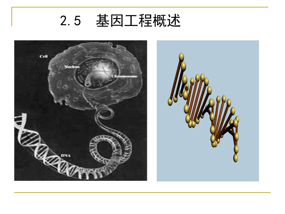 《基因工程作业》PPT课件.ppt_第1页