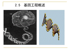 《基因工程作业》PPT课件.ppt