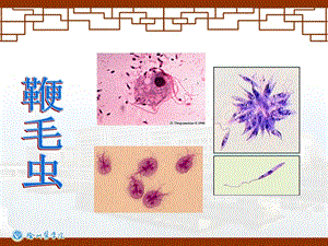 《寄生虫原虫》PPT课件.ppt