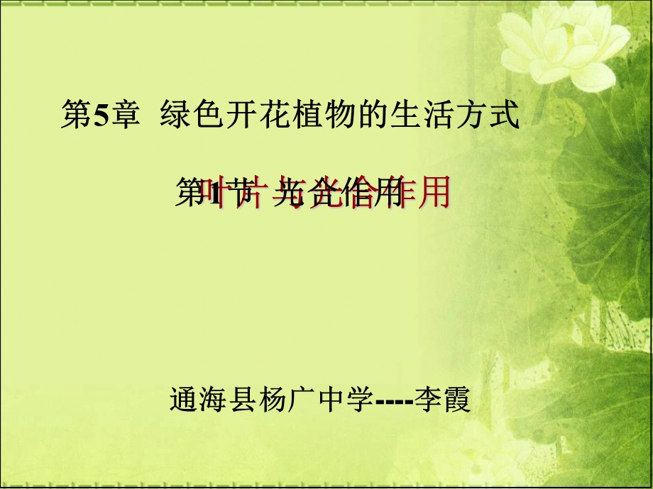 《叶片的结构》PPT课件.ppt_第1页