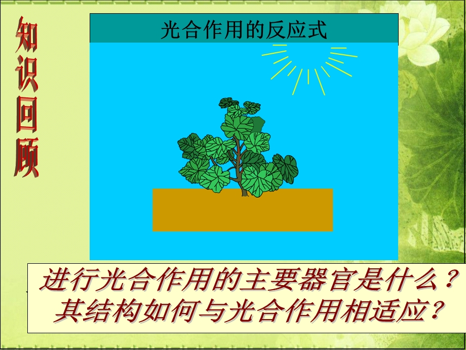 《叶片的结构》PPT课件.ppt_第2页