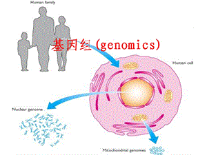 《基因组奥秘》PPT课件.ppt