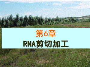 《RNA剪切加工》PPT课件.ppt