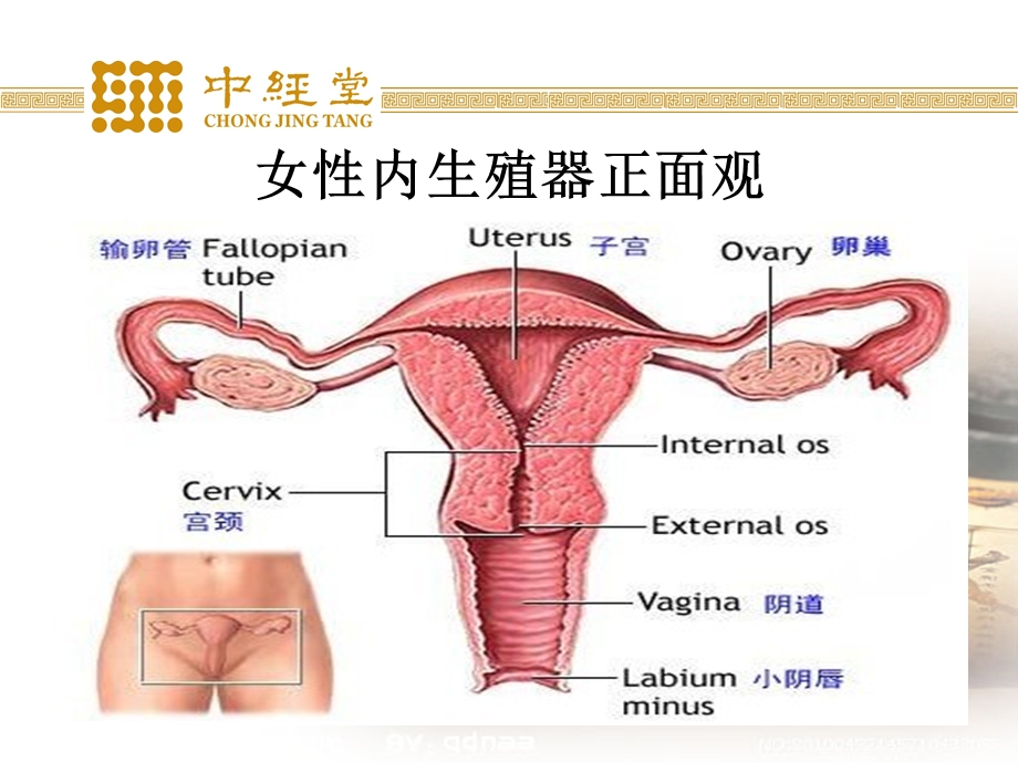 《妇科解剖生理》PPT课件.ppt_第3页