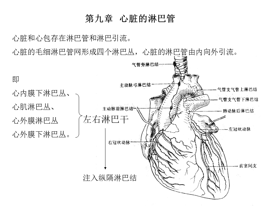 《心脏8淋巴心包》PPT课件.ppt_第1页