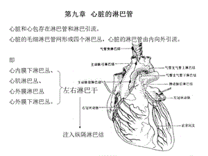 《心脏8淋巴心包》PPT课件.ppt