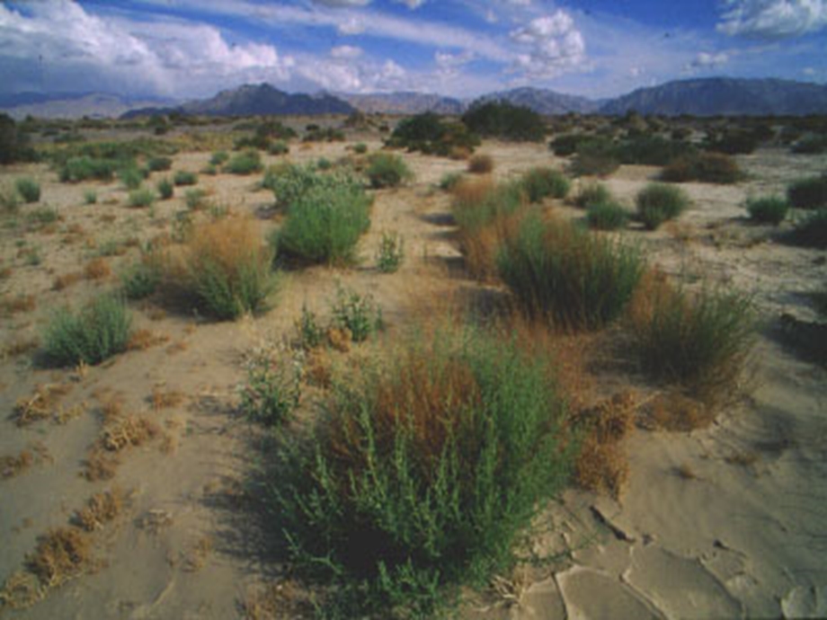 一个地区内生长所有植物叫做这个地区植被.ppt_第3页