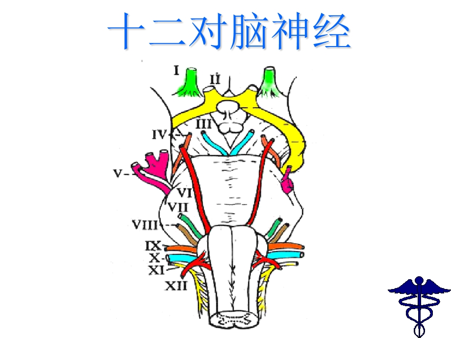 医学百事通移动医疗资料库——脑神经(转载).ppt_第2页