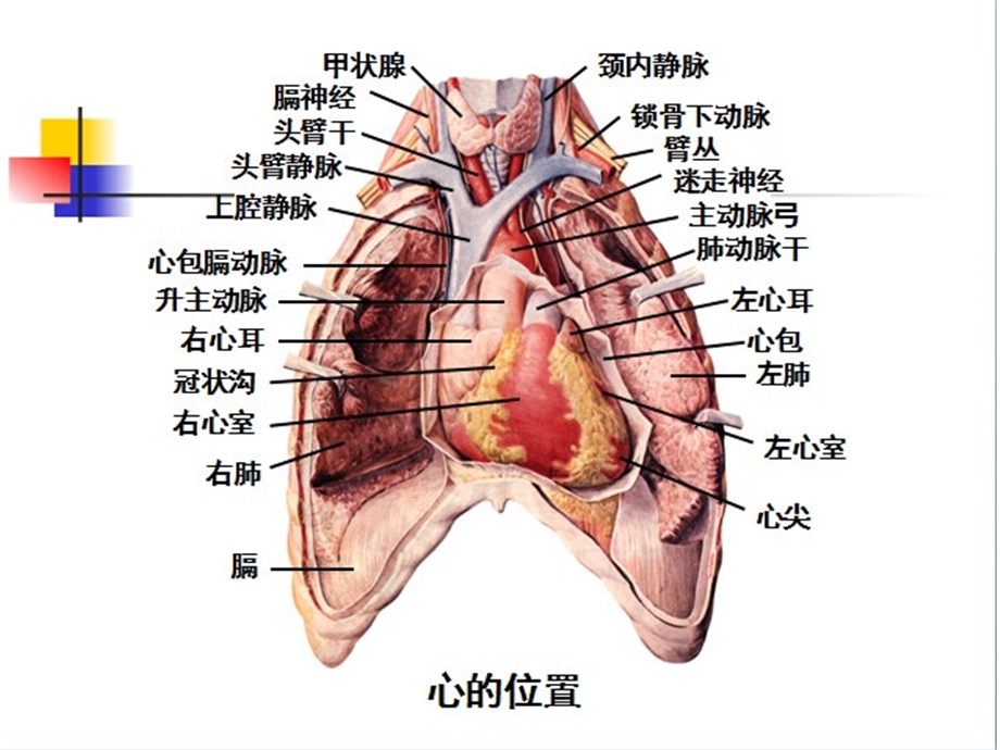 《心脏标本解说》PPT课件.ppt_第2页