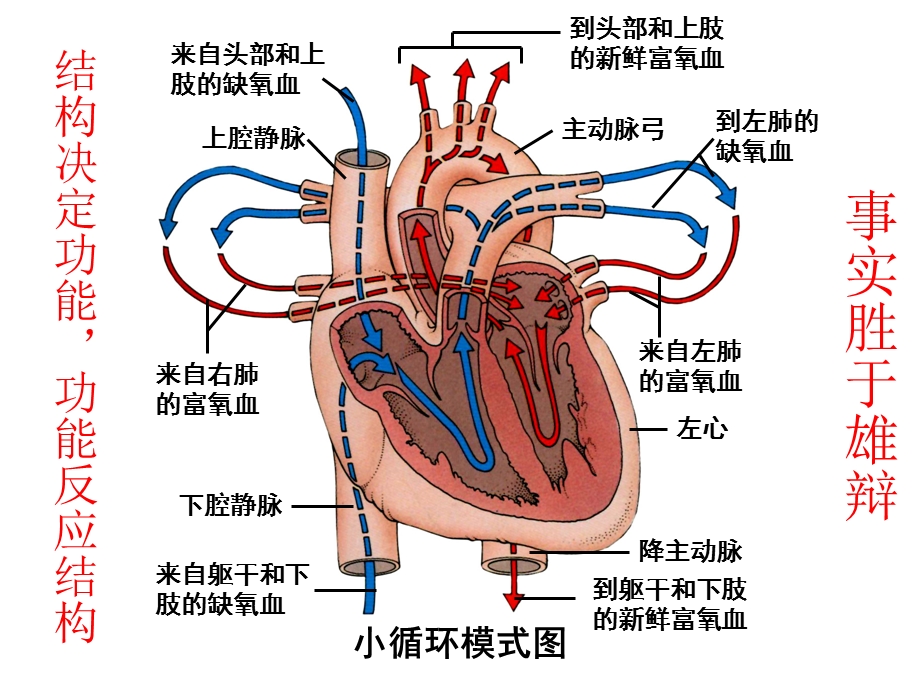 《心脏标本解说》PPT课件.ppt_第3页