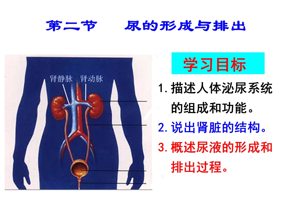 《尿的形成与排出》PPT课件.ppt_第3页