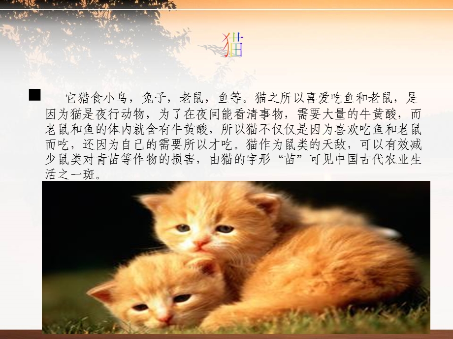 《动物特点》PPT课件.ppt_第2页