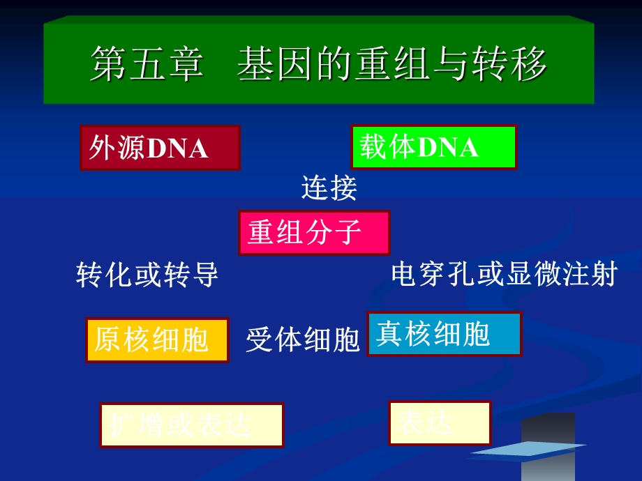 《基因的重组》PPT课件.ppt_第2页