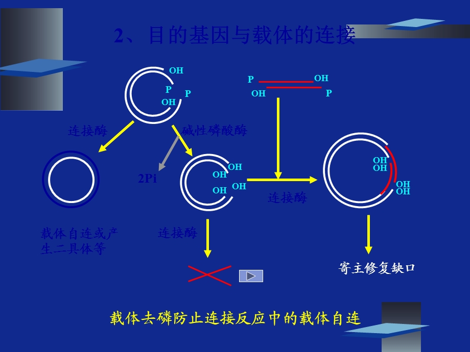 《基因的重组》PPT课件.ppt_第3页