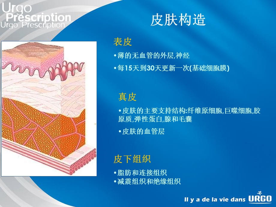 《伤口病理》PPT课件.ppt_第2页