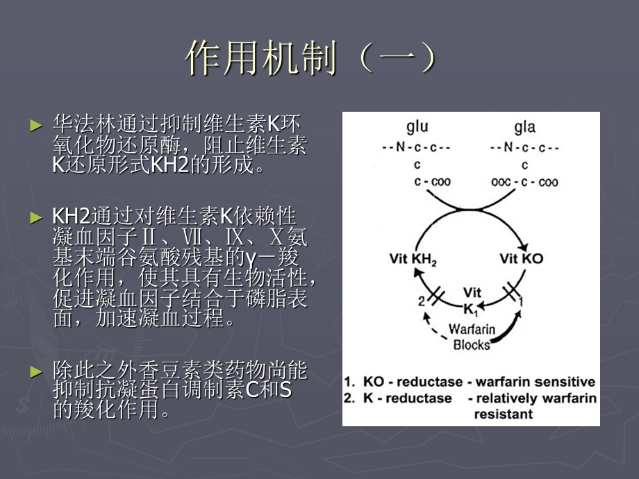 《华法林治疗指南》PPT课件.ppt_第3页