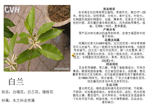 《常绿藤本植物》PPT课件.ppt