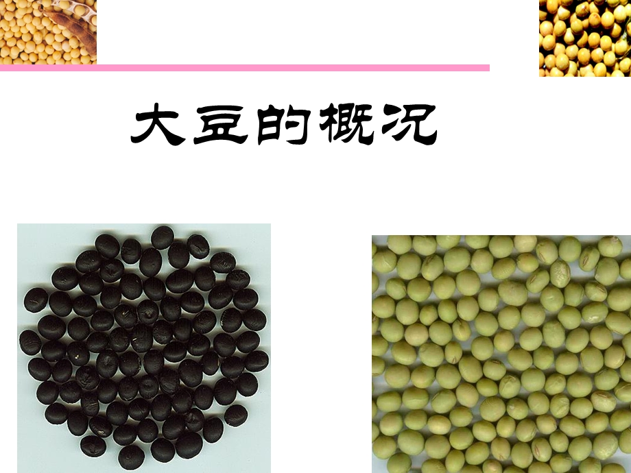 《大豆的概况》PPT课件.ppt_第1页