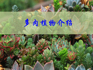 《多肉植物介绍》PPT课件.ppt