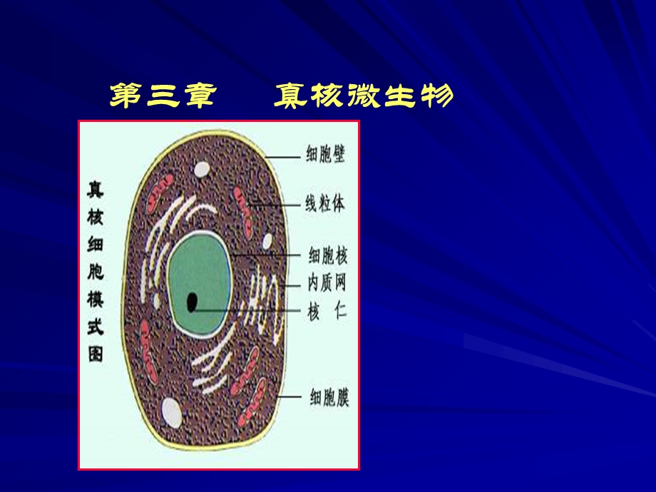 《微生物真核》PPT课件.ppt_第1页