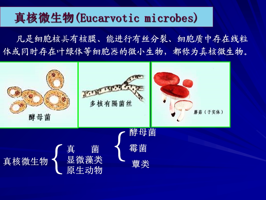 《微生物真核》PPT课件.ppt_第3页