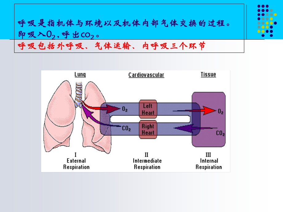 《呼吸生理缺》PPT课件.ppt_第2页