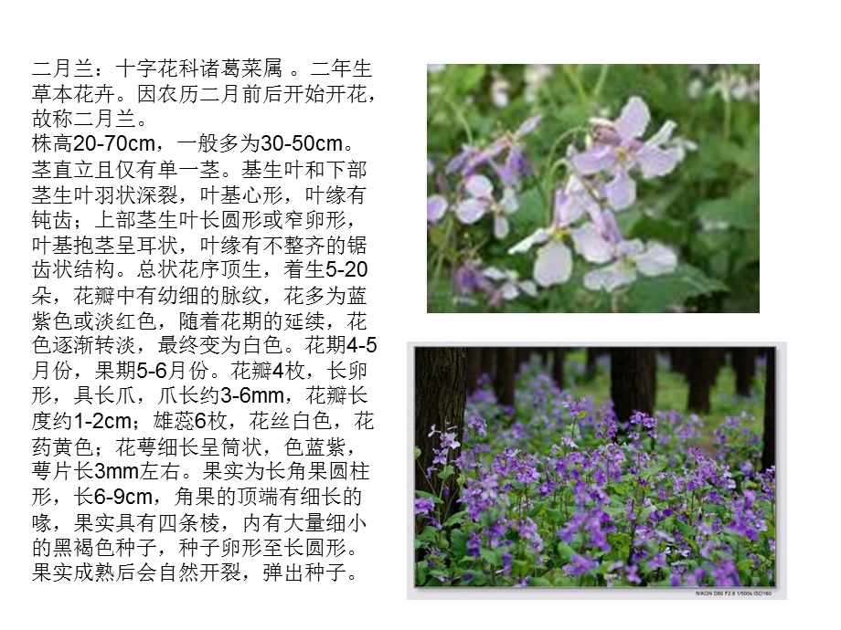 《北京常见植物》PPT课件.ppt_第1页