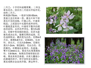 《北京常见植物》PPT课件.ppt