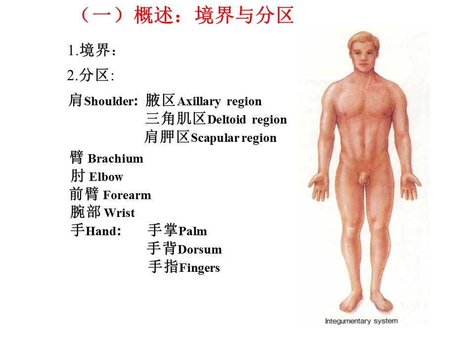 《上肢局部解剖》PPT课件.ppt_第3页