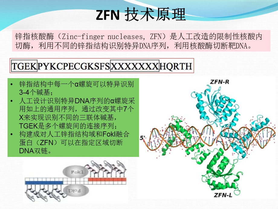 《基因敲除新技术》PPT课件.ppt_第2页