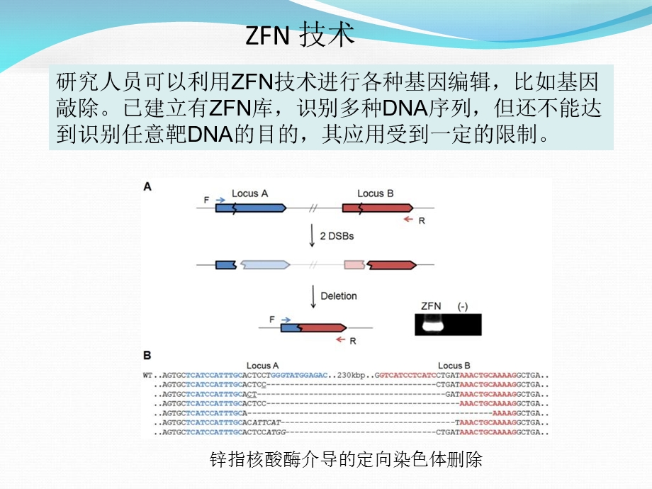 《基因敲除新技术》PPT课件.ppt_第3页