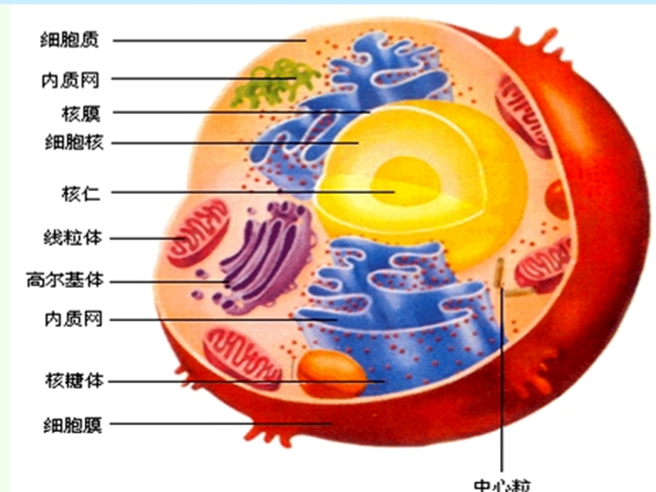 细胞质文科.ppt_第1页