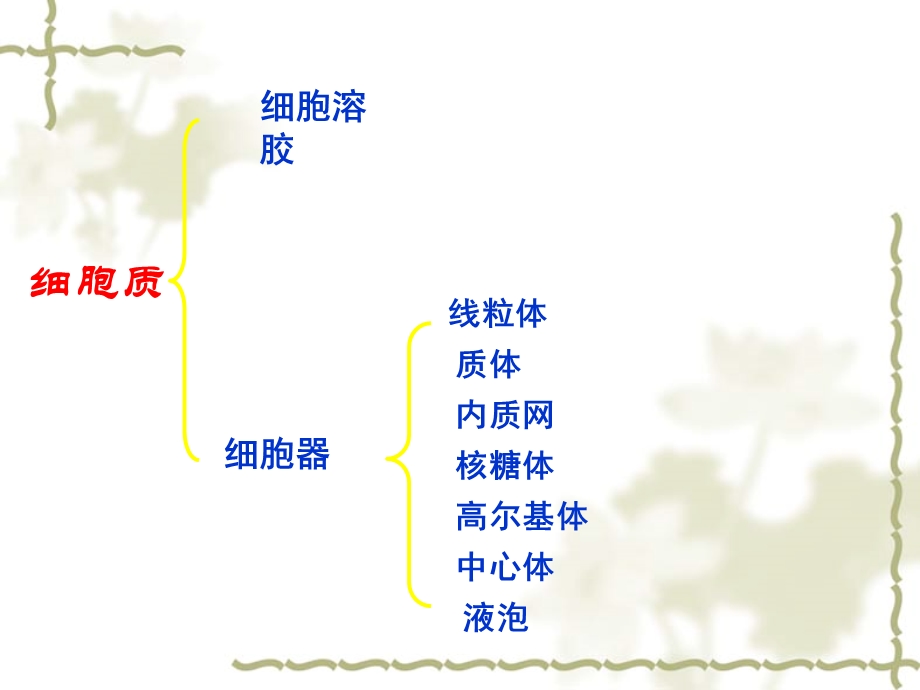 细胞质文科.ppt_第2页