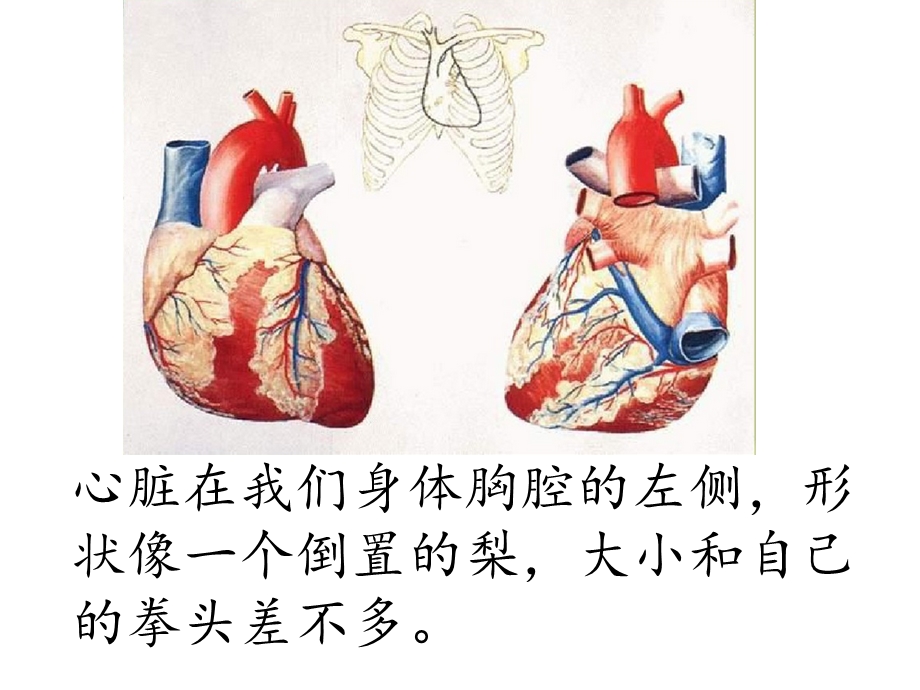 《心脏与血管》PPT课件.ppt_第3页