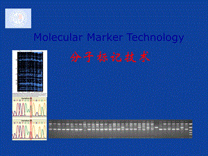 《分子标记技术》PPT课件.ppt