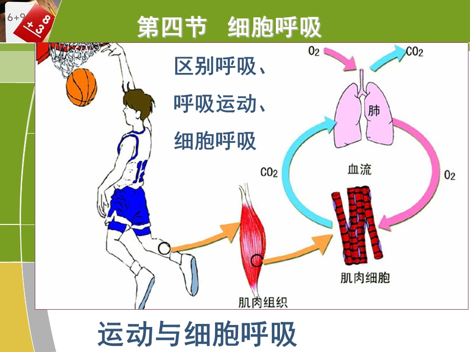 专题三3细胞呼吸1.ppt_第1页