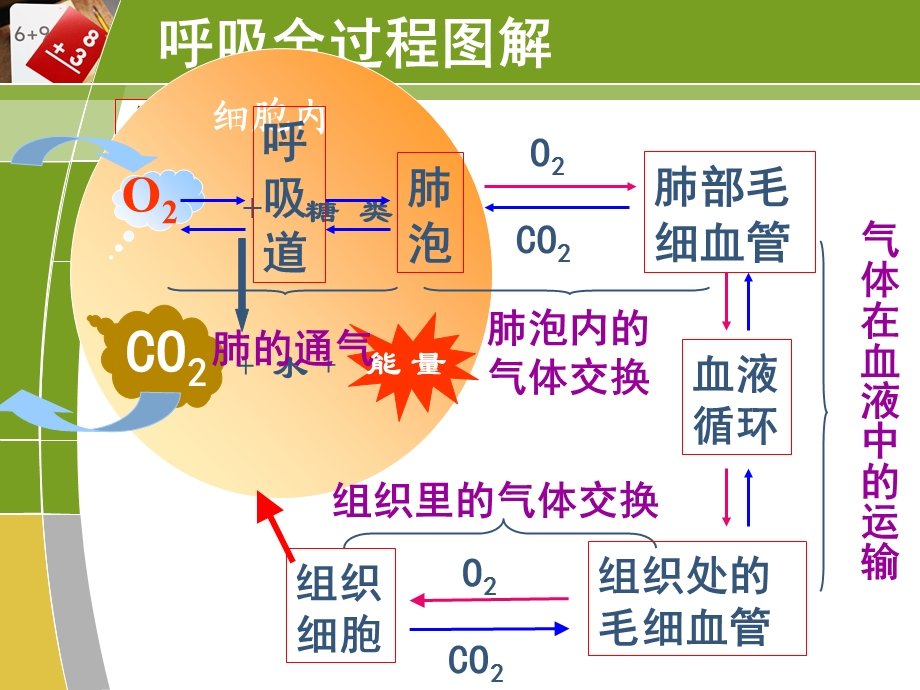 专题三3细胞呼吸1.ppt_第2页