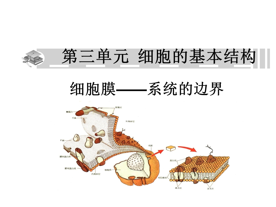 细胞膜细胞核一轮复习定稿.ppt_第1页