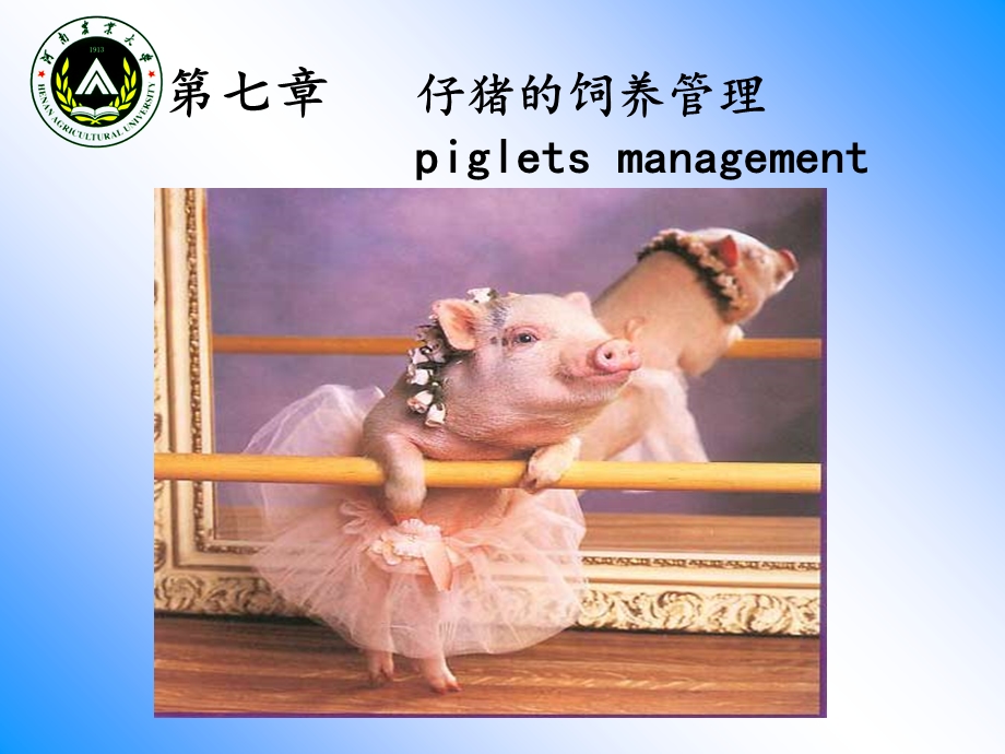 《仔猪的饲养管理》PPT课件.ppt_第1页