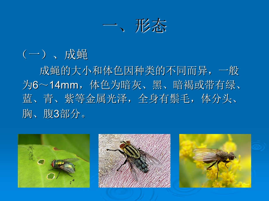 《常见蝇类的鉴别》PPT课件.ppt_第3页
