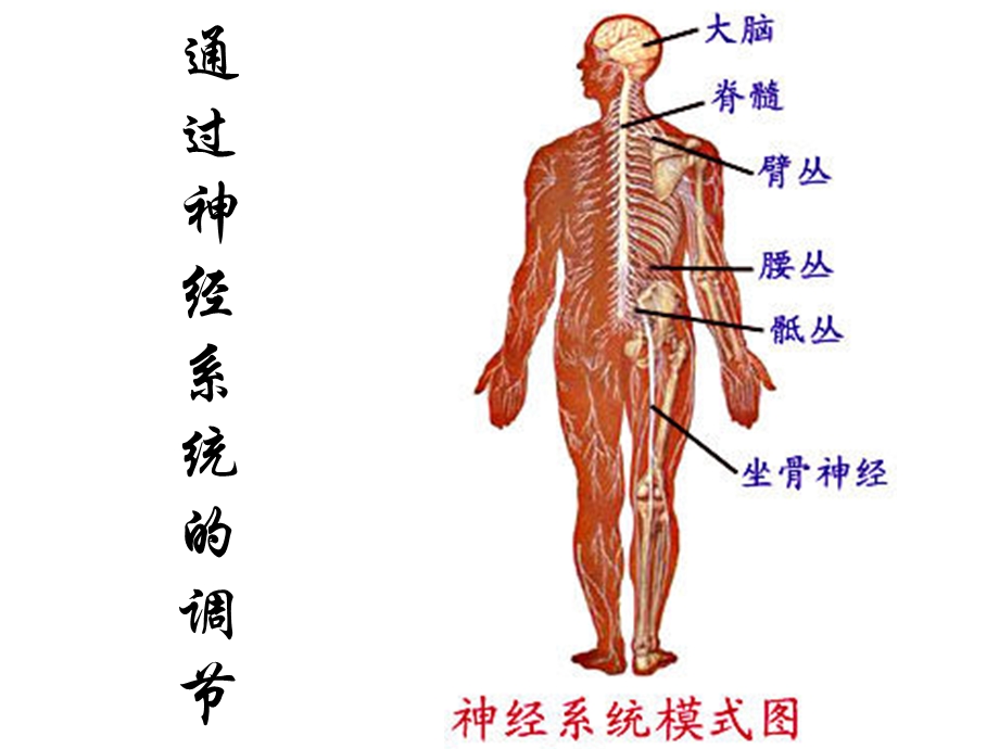 通过神经系统的调部分.ppt_第1页