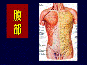 《局部解剖学腹部》PPT课件.ppt