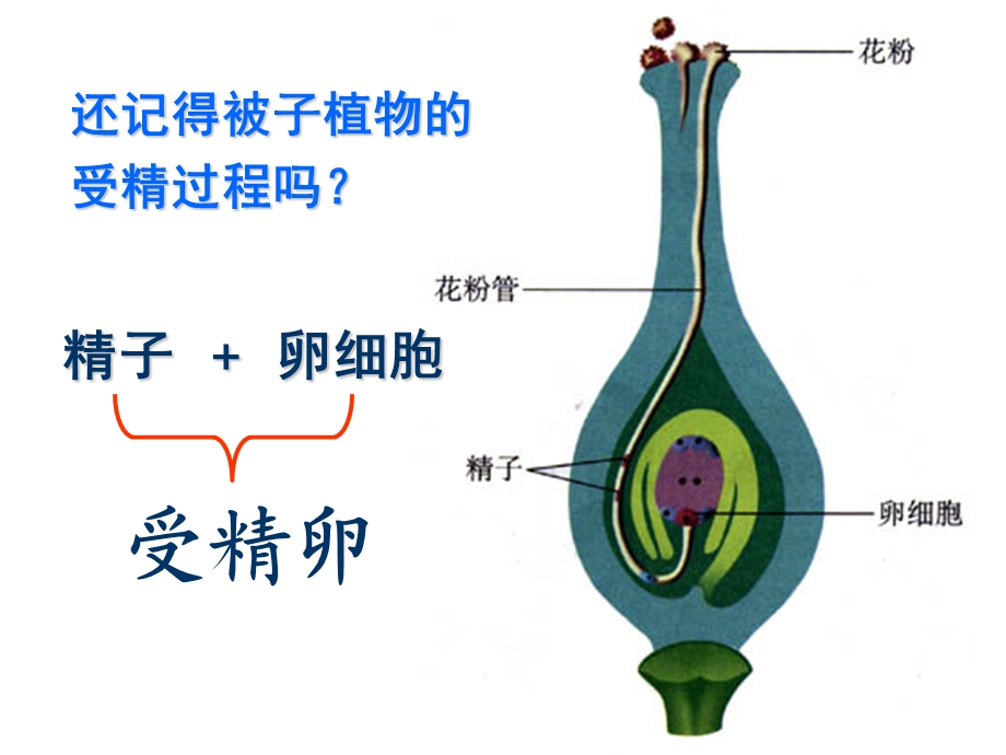 《人的生殖过程》PPT课件.ppt_第2页