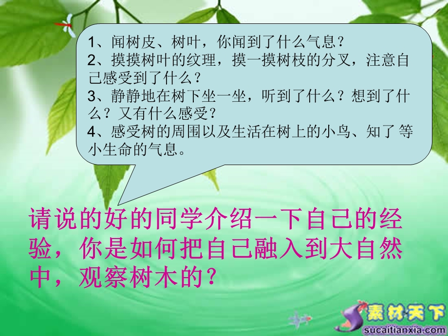 《我喜欢的棵树》PPT课件.ppt_第3页