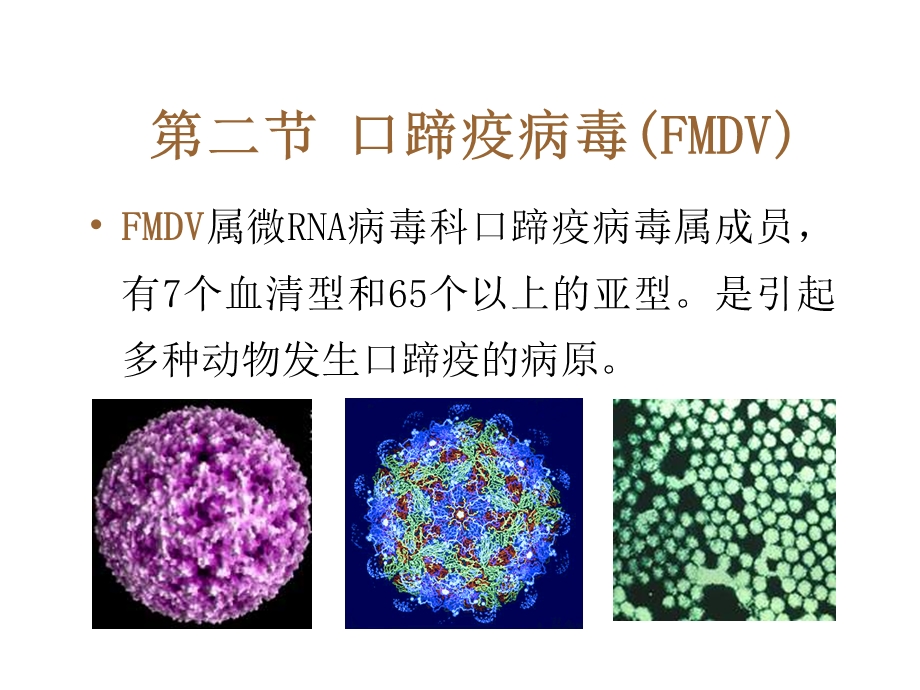 《口蹄疫病毒》PPT课件.ppt_第1页